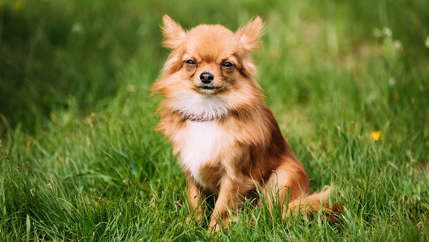 micro gestos de perro