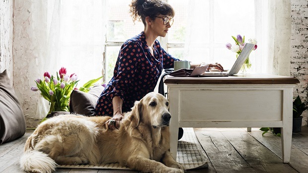 el perro es un compañero incondicional