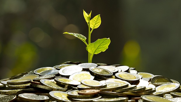 plantita en monedas