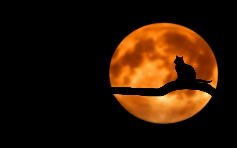 Upp till Halloween-kamp med LetsBet!